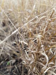 Image result for Digitaria seriata