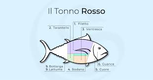 Su tripadvisor trovi 1.537 recensioni imparziali su sapore di mare, con punteggio 4 su 5 e al n.61 su 244 ristoranti a vieste. Le Parti Del Tonno Come Usare In Cucina Il Maiale Del Mare Campisi