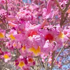 Image result for Handroanthus