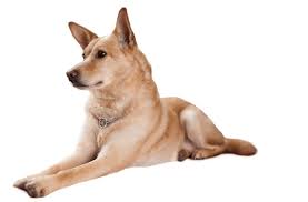 Maybe you would like to learn more about one of these? Carolina Dog Puppies For Sale In Atlanta Georgia Adoptapet Com