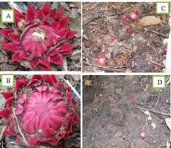 Image result for Thonningia