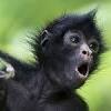 The amazon rainforest is home to many incredible mammals: 1