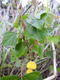 Image result for Rhynchosia viscosa