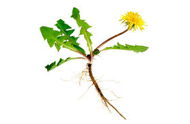 What did the alien dandelion say to the earth dandelion? Lowenzahn Mehr Als Einfach Nur Ein Unkraut