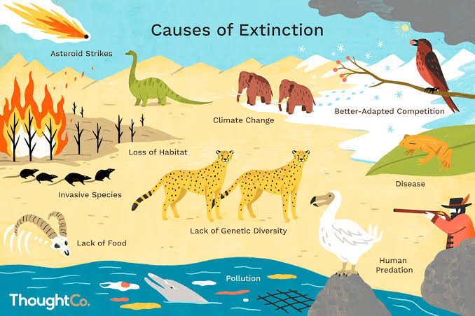 Top 10 Reasons Why Plants and Animals Go Extinct