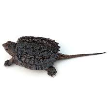 Alligator snapping turtle for sale. Baby Snapping Turtle For Sale At Super Low Prices Ups Delivery Anywhere In The United States Order On Snapping Turtle Common Snapping Turtle Turtles For Sale