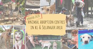 Cats have a reputation for being independent, aloof pets that don't want much human attention. Animal Shelters Adoption Centres In Kl Selangor 2020 Pledgecare