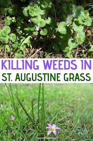 Maybe you would like to learn more about one of these? Killing Weeds In St Augustine Grass Agreenhand