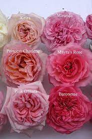 Pin On Roses