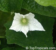 Image result for Coccinia grandis