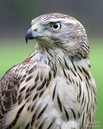 Peregrine Falcon Birds Of Prey New York Goshawk Birds Of Prey Pet Birds Wild Birds
