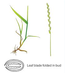 Maybe you would like to learn more about one of these? Grass Identification Ahdb