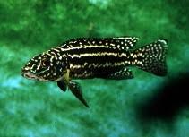 Image result for Lepidagathis randii