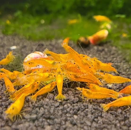 Sunkist Orange/Pumpkin - Saturn Shrimp