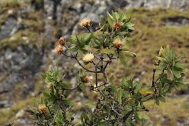 Image result for Protea welwitschii