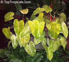 Painted Lady Philodendron Purchased From Driftwood Garden Center