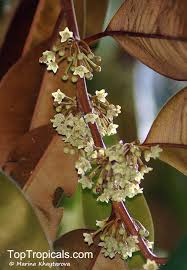 Image result for Chrysophyllum