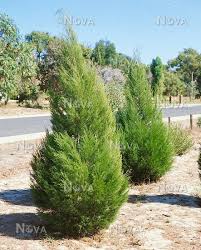 Image result for Callitris