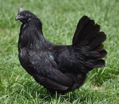 Black And White Hen Greenfire Farms Swedish Black Hen Chicken Breeds White Chicken Breeds Black Chickens