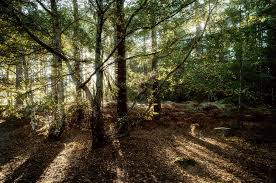 Birch Beer Vs Root Beer Reddit Finchampstead Ridges Berkshire Uk Lr Amp Ps Postprocess Wokingham Country Roads Finchampstead