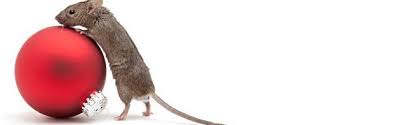 Pest control services brighton will render the best pest control service. Pest Control Brighton Archives Bailey Pest Control