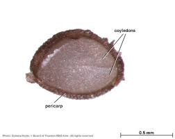 Image result for Endostemon villosus