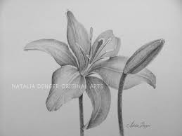 Lekno H Ada Googlom Flower Drawing Lilies Drawing Pencil Drawings Of Flowers