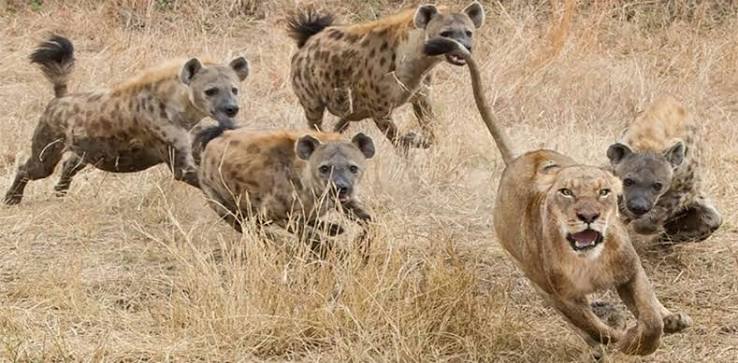 Survival of the fittest | Hyenas fierce adversaries of jungle king lions | Arunachal Observer