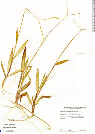 Image result for Paspalum conjugatum