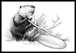 Beaver Tail By Qiu Ling Beaver Drawing Beaver Tails Beaver