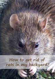 How To Get Rid Of Rats In My Backyard Getting Rid Of Rats Backyard How To Get Rid