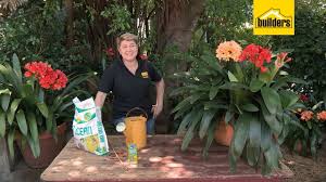 Clivias prefer a soil with adequate drainage and loads of organic matter topped off with a layer of mulch. Clivia Plant The Complete Growth And Care Guide 2021 Unassaggio