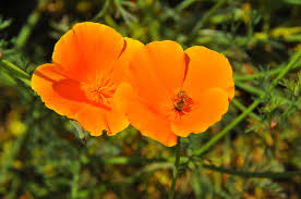 Image result for Papaveraceae