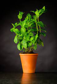 So much so that it is perfect for those… peppermint plant in a pot. How To Grow Mint Indoors The Peasant S Daughter