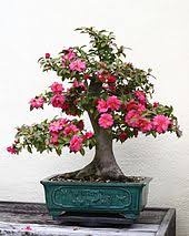 Buy bonsai tree for sale from the largest bonsai tree & plants house. Indoor Bonsai Wikipedia