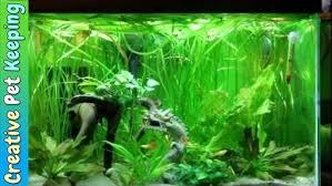 Selamat datang di website kami, memberikan informasi betta & guppy fish. Betta And Guppy Community Fish Tank Youtube