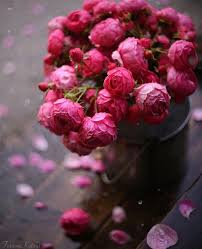 Pin By Lou Stein On Roses Pivoines Camelias Flowers Pretty Flowers Flowers Photography