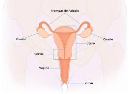 We did not find results for: Sistema Reproductor