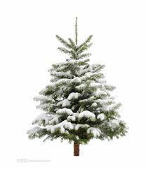 All animated christmas tree pictures are absolutely free and can be linked directly, downloaded or shared via ecard. Pine Tree Snow Christmas Fir Trees Transprent Clip Christmas Tree With Snow Clipart Transparent Png Download 1164940 Vippng