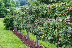 Maybe you would like to learn more about one of these? 17 Brilliant Fruit Trees Gardening Ideas Small Backyard Gardendesign Gardeningtips Gardeni Fruit Trees Garden Design Fruit Tree Garden Fruit Trees Backyard