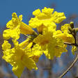 Handroanthus chrysotrichus