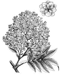 Image result for Hagenia