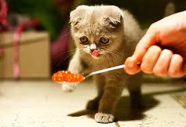 Submitted 5 years ago by petit_cochonhome cook | creole & cajun. Is Any Kind Of People Food Ok For Cats Quora