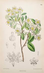 Image result for Quillaja saponaria