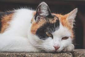 Brain Tumor In Cats Cause Symptoms Treatment