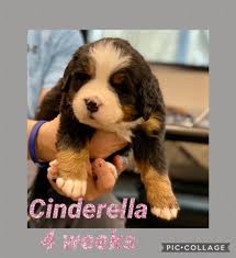 Bernese mountain dog breeders below is a sample search of our bernese mountain dog breeders with puppies for sale. Our New Bernese Mountain Dog Puppy Ember Ashleykatephoto Com