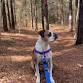 Highland Rustic Trails Dog Day event image