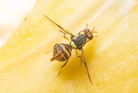 We did not find results for: How To Get Rid Of Fruit Flies And Gnats Fast Top 10 Home Remedies