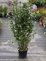 Image result for ligustrum ovalifolium