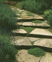 Creeping Thyme Between Stepping Stones Ground Cover Garden Paths Creeping Thyme